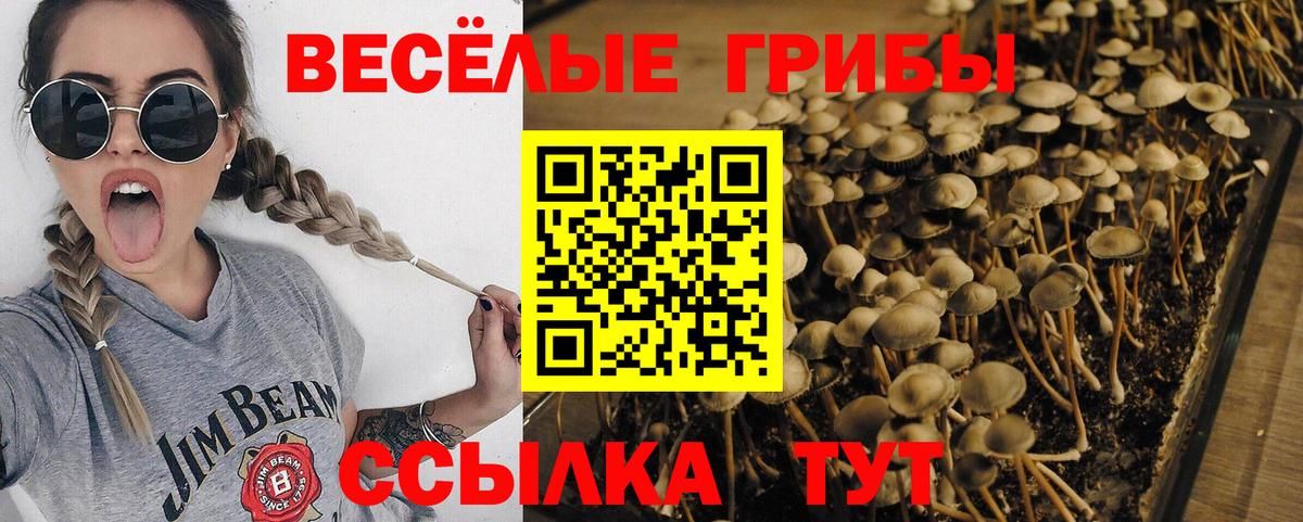 Тихвин  Псилоцибиновые грибы MAGIC MUSHROOMS  Вход с VPN 